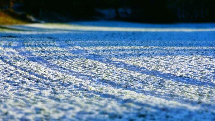 Neige dans un champ