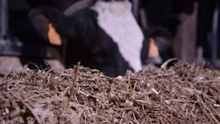 Avec leur incidence sur la qualité nutritionnelle du lait, les maïs riches en huile pourraient inciter les laiteries à lancer une nouvelle filière spécifique. Les producteurs de lait pourront-ils bénéficier d'un meilleur prix ? (©Terre-net Média) Avec leur incidence sur la qualité nutritionnelle du lait, les maïs riches en huile pourraient inciter les laiteries à lancer une nouvelle filière spécifique. Les producteurs de lait pourront-ils bénéficier d'un meilleur prix ? (©Terre-net Média)