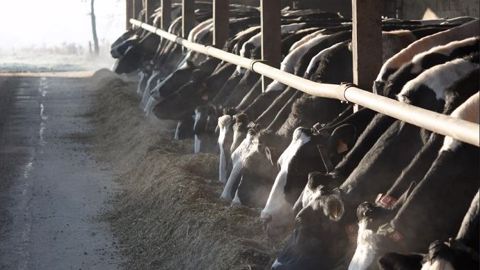 Les adhérents des OP France Milkboard se réunissent en assemblée générales les mercredi 13 (FMB Grand Ouest) et 14 février (FMB Normandie). (©@agrikol)