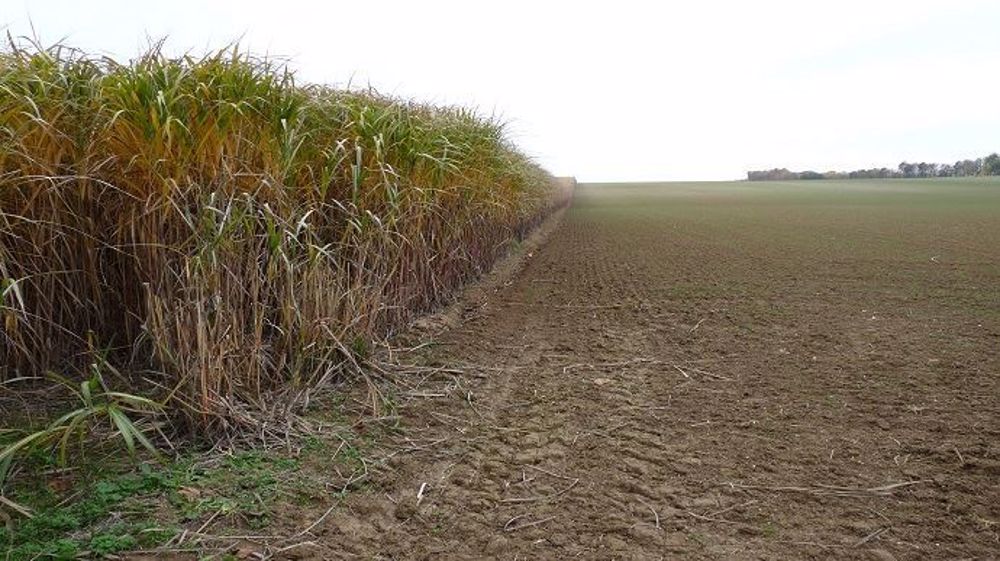 Le miscanthus peut produire chaque année entre 10 et 20 t de MS/ha selon les types de sol. (©Terre-net Média)