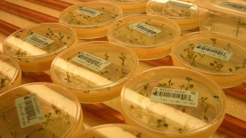 Des chercheurs de l'université de Tübingen (Allemagne) ont fait la découverte d'une molécule d'origine naturelle, qui pourrait être une alternative au glyphosate. (©Terre-net Média)