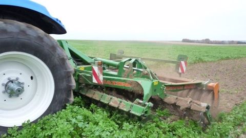 Arvalis-Institut du végétal rappelle qu'au-delà du 15 mars, un couvert encore en place risque de pénaliser le maïs qui suit. (©Terre-net Média) Arvalis-Institut du végétal rappelle qu'au-delà du 15 mars, un couvert encore en place risque de pénaliser le maïs qui suit. (©Terre-net Média)