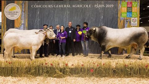 Les deux gagnants de la race gasconne. (©Olivier Barriere/Sia )