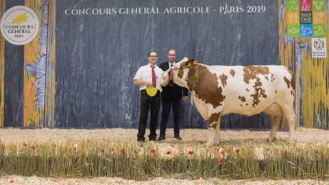Ivale, prix de championnat adulte de la race simmental (©olivier Barriere/Sia) Ivale, prix de championnat adulte de la race simmental (©olivier Barriere/Sia)