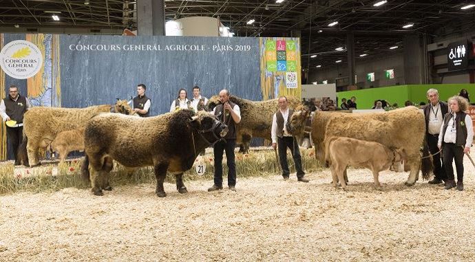Photo de groupe des meilleurs de la race aubrac
