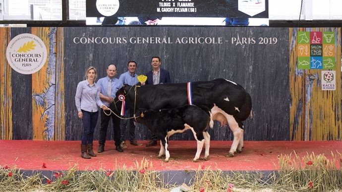 Lilou, championne adulte de la race blanc bleu.