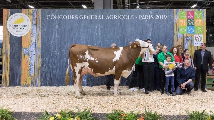 Lillusion (Triomphe X Brin d'Or), gagnante du championnat jeune du concours de la race Montbéliarde 