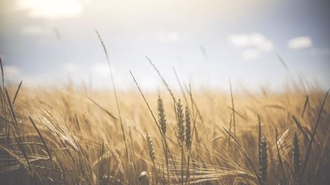 Les récoltes de blé semblent « rester de qualité dans leur ensemble » selon Bill Nelson (©Pixabay)