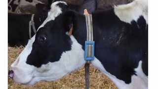 La coopérative Prospérité fermière propose des colliers connectés à ses éleveurs. (©Ingredia) La coopérative Prospérité fermière propose des colliers connectés à ses éleveurs. (©Ingredia)
