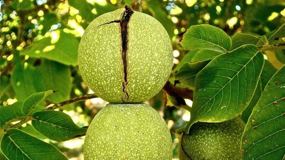 La production de noix : un pari sur l'avenir pour ce groupe de neuf céréaliers de Bourgogne. (©Pixabay)