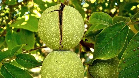 La production de noix : un pari sur l'avenir pour ce groupe de neuf céréaliers de Bourgogne. (©Pixabay)