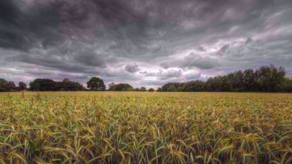 Conséquences des fortes pluies de juin 2016 : les cultures germent sur pied et près de 40 % de la récolte est perdue. (©Fotolia)