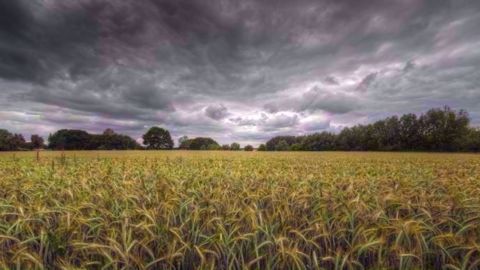 Conséquences des fortes pluies de juin 2016 : les cultures germent sur pied et près de 40 % de la récolte est perdue. (©Fotolia)