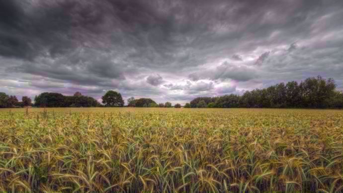 Orage en cultures céréalières
