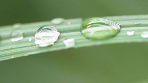 Les mouillants restent la catégorie d'adjuvants la plus utilisée en 2018 selon l'Afa. (©Afa)