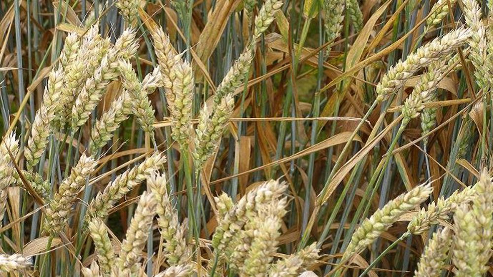 Pour 2018/19, le commerce mondial des céréales est estimé à 413 t, soit 2 Mt de mois que le mois dernier.(©Terre-net Média)