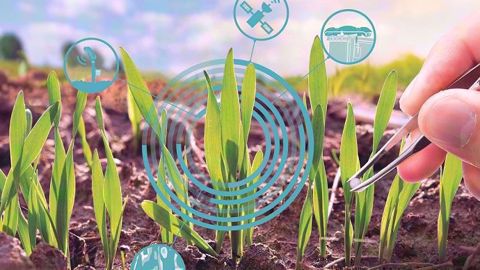 Une nouvelle étape dans le raisonnement de la fertilisation azotée est en préparation. (©Terre-net Média)