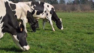 La transition alimentaire est une étape importante à ne pas rater lors de la mise à l'herbe. (©Terre-net média) La transition alimentaire est une étape importante à ne pas rater lors de la mise à l'herbe. (©Terre-net média)