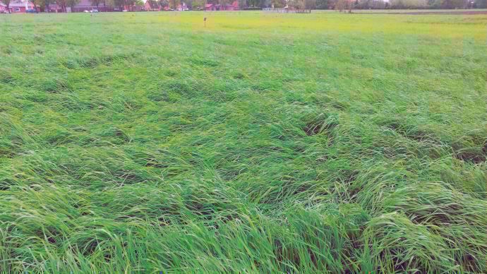 Carence en soufre dans une prairie.