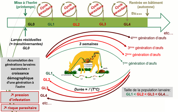 Conduite en pâturage tournant contre les strongles digestifs parasites