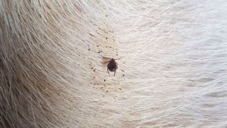 Les tiques : un véritable fléau pour les animaux au pâturage. Elles sont vectrices de maladies comme la piroplasmose, fièvre Q... (©Vincent Caron) Les tiques : un véritable fléau pour les animaux au pâturage. Elles sont vectrices de maladies comme la piroplasmose, fièvre Q... (©Vincent Caron)