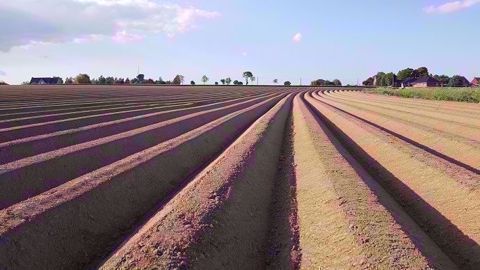 Le NEPG estime que les surfaces en pommes de terre pourraient atteindre 604 000 ha dans les quatre principaux pays producteurs européens. (©Terre-net Média)