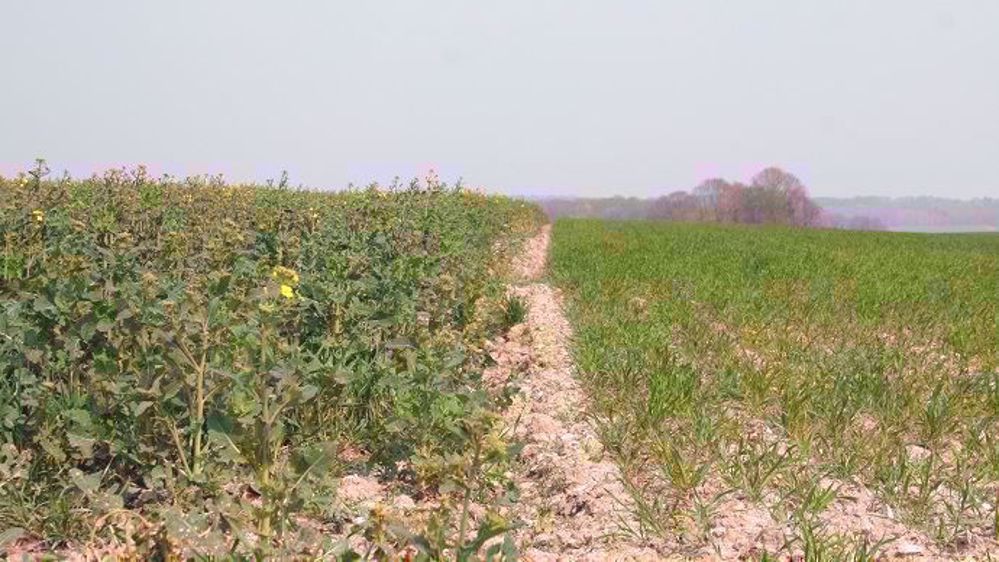 Selon Agreste, la hausse des surfaces en céréales à paille compensent partiellement la chute de la sole de colza et le recul sensible des betteraves industrielles. (©Terre-net Média)