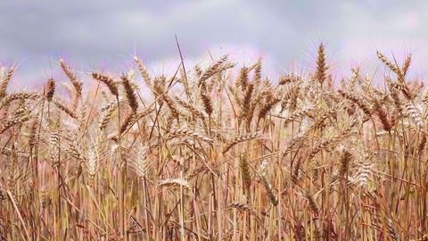 En 2007, 80 fermes en grandes cultures par an passaient en bio en France. En 2018, on en a 1 360 qui sont passées en bio, pour 6 300 à 6 400. (©Pixabay)