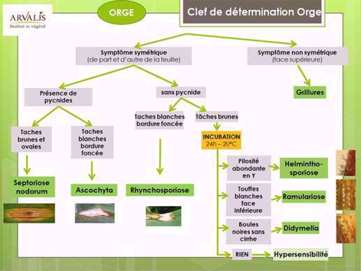 Arbre de décision orge