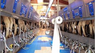 Pour traire ses 620 vaches laitières, l'élevage Westerkamp Holsteins en Allemagne est équipé d'une 2x16 XpressWay 2x16 de chez Boumatic. (©Westerkamp Holsteins) Pour traire ses 620 vaches laitières, l'élevage Westerkamp Holsteins en Allemagne est équipé d'une 2x16 XpressWay 2x16 de chez Boumatic. (©Westerkamp Holsteins)
