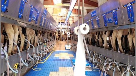 Pour traire ses 620 vaches laitières, l'élevage Westerkamp Holsteins en Allemagne est équipé d'une 2x16 XpressWay 2x16 de chez Boumatic. (©Westerkamp Holsteins) Pour traire ses 620 vaches laitières, l'élevage Westerkamp Holsteins en Allemagne est équipé d'une 2x16 XpressWay 2x16 de chez Boumatic. (©Westerkamp Holsteins)