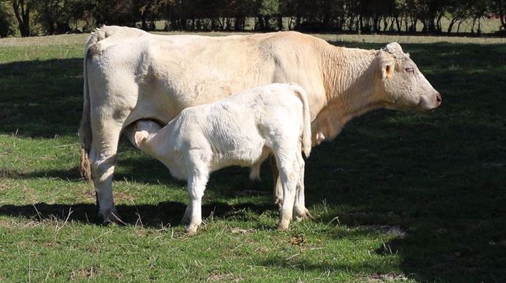 L'autonomie alimentaire, par la maximisation des fourrages, contribue à rendre l'exploitation plus résiliente. (©Terre-net Média)