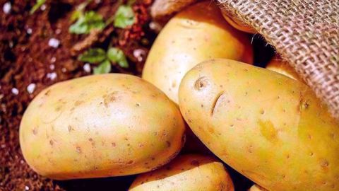 Pommes de terre biologiques. (©Pixabay)