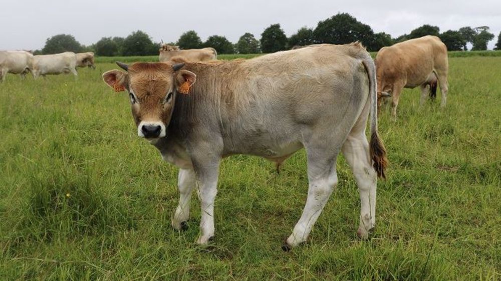 Finir des animaux à l'herbe prend certes plus de temps mais offre une viande qui répond davantage aux recommandations nutritionnelles. (©Terre-net Média)