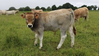 Finir des animaux à l'herbe prend certes plus de temps mais offre une viande qui répond davantage aux recommandations nutritionnelles. (©Terre-net Média) Finir des animaux à l'herbe prend certes plus de temps mais offre une viande qui répond davantage aux recommandations nutritionnelles. (©Terre-net Média)