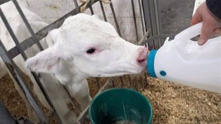 S'occuper des veaux n'est pas une mince affaire. Christine, éleveuse laitière du Québec explique en quoi consiste cette tâche. (©Agrimom - Christine Aubin) S'occuper des veaux n'est pas une mince affaire. Christine, éleveuse laitière du Québec explique en quoi consiste cette tâche. (©Agrimom - Christine Aubin)