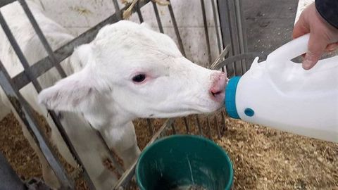 S'occuper des veaux n'est pas une mince affaire. Christine, éleveuse laitière du Québec explique en quoi consiste cette tâche. (©Agrimom - Christine Aubin) S'occuper des veaux n'est pas une mince affaire. Christine, éleveuse laitière du Québec explique en quoi consiste cette tâche. (©Agrimom - Christine Aubin)