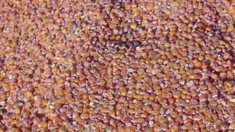   « Les stocks de report de la Chine ont été réévalués de 78 Mt pour atteindre 422 Mt » et sont essentiellement constitués de maïs, selon la FAO. (©Terre-net Média)