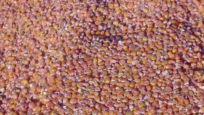 grains de mais