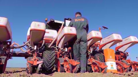Réussir son semis en dérobée avec KWS. (©KWS)