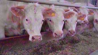 Sur un an, le commerce extérieur de viande bovine diminue de - 3 400 tec en volume et de - 25 M€ en valeur. (©Terre-net Média) Sur un an, le commerce extérieur de viande bovine diminue de - 3 400 tec en volume et de - 25 M€ en valeur. (©Terre-net Média)