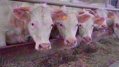 Sur un an, le commerce extérieur de viande bovine diminue de - 3 400 tec en volume et de - 25 M€ en valeur. (©Terre-net Média)