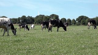 Herbe ou maïs ? Faut-il vraiment choisir ou plutôt ne pas mettre ses œufs dans le même panier en mixant les deux ? (©Terre-net Média) Herbe ou maïs ? Faut-il vraiment choisir ou plutôt ne pas mettre ses œufs dans le même panier en mixant les deux ? (©Terre-net Média)