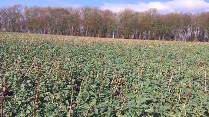 Parcelle de colza associé à des plantes compagnes après l'hiver.