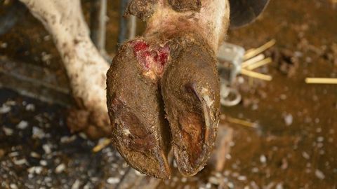 Les animaux atteints de Mortellaro contaminent le milieu, ce qui peut multiplier le nombre de cas dans l'élevage. Il faut absolument agir en curatif sur ces vaches mais également en préventif sur le reste du troupeau (©Terre-net Média)