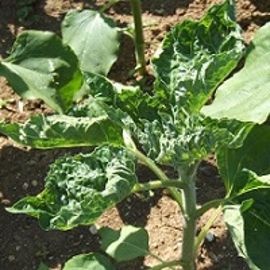 Plantes crispées
