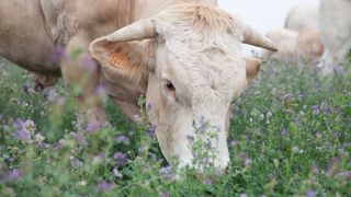 Les légumineuses (pures ou associées) peuvent être pâturées ou fauchées ou exploitées en alternance fauche/pâturage. (©Gnis) Les légumineuses (pures ou associées) peuvent être pâturées ou fauchées ou exploitées en alternance fauche/pâturage. (©Gnis)