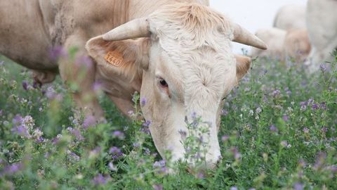 Les légumineuses (pures ou associées) peuvent être pâturées ou fauchées ou exploitées en alternance fauche/pâturage. (©Gnis) Les légumineuses (pures ou associées) peuvent être pâturées ou fauchées ou exploitées en alternance fauche/pâturage. (©Gnis)