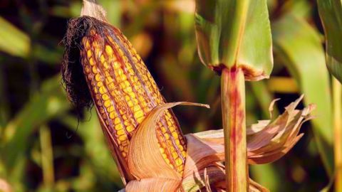 <img style="width: auto; height: auto;" src="https://cdn4.regie-agricole.com/ulf/TNM_Biblio/fiche_146826/fiches_corn-on-the-cob-Couleur_de_Pixabay_1690387_1920.jpg" alt="Épis de maïs" title="Le cours du maïs à plongé de plus de 4,56 %, en cause notamment, les prévisions de surfaces consacrées aux cultures de maïs américain qui ont montré des chiffres au-dessus des estimations. " ite <img style="width: auto; height: auto;" src="https://cdn4.regie-agricole.com/ulf/TNM_Biblio/fiche_146826/fiches_corn-on-the-cob-Couleur_de_Pixabay_1690387_1920.jpg" alt="Épis de maïs" title="Le cours du maïs à plongé de plus de 4,56 %, en cause notamment, les prévisions de surfaces consacrées aux cultures de maïs américain qui ont montré des chiffres au-dessus des estimations. " ite