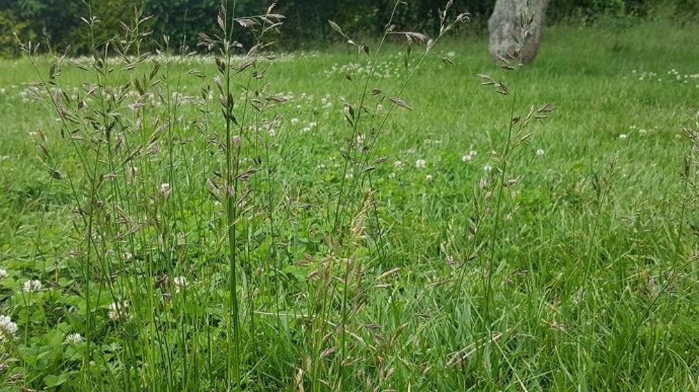 Le report d'herbe sur pied permet d'allonger la saison de pâturage en période estivale (©Terre-net Média)